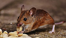 24 Hour & Emergency Exterminators in Hughesville, MD